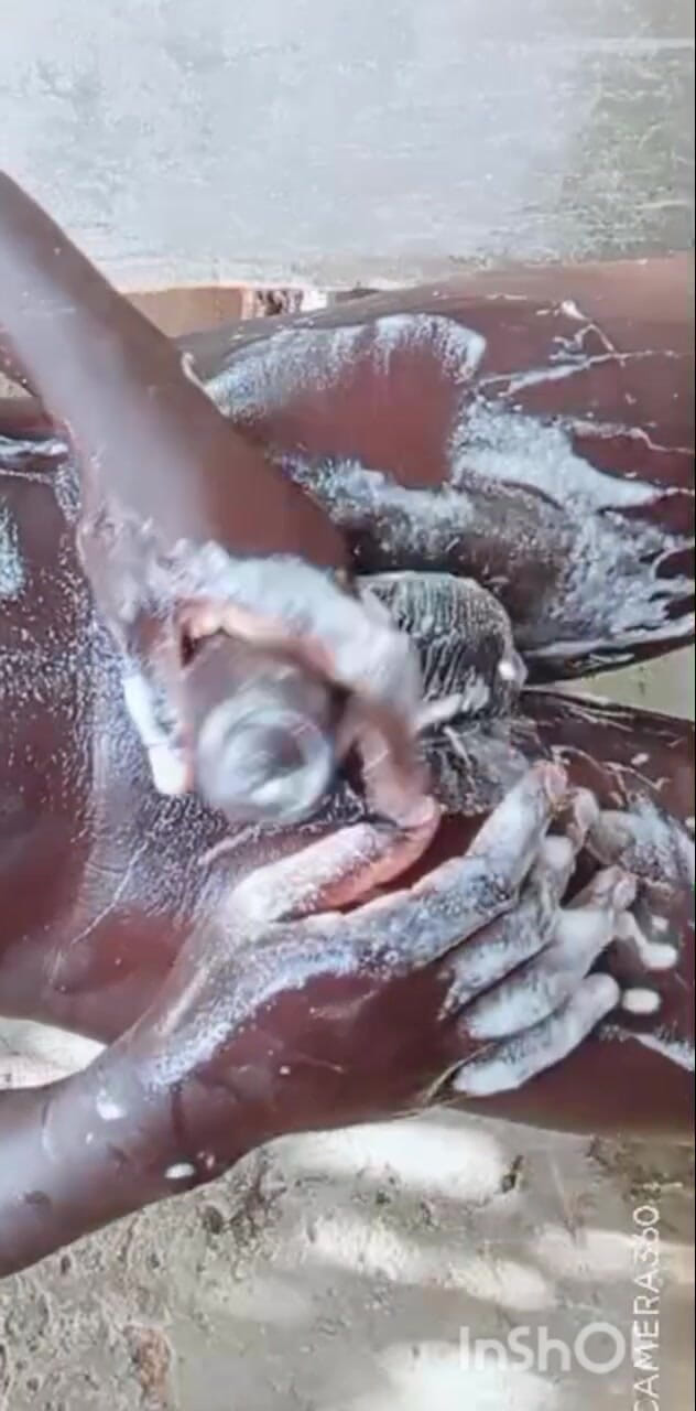 Hongi: Lelaki berpantat besar benar-benar mengusaha pantatnya dengan betul