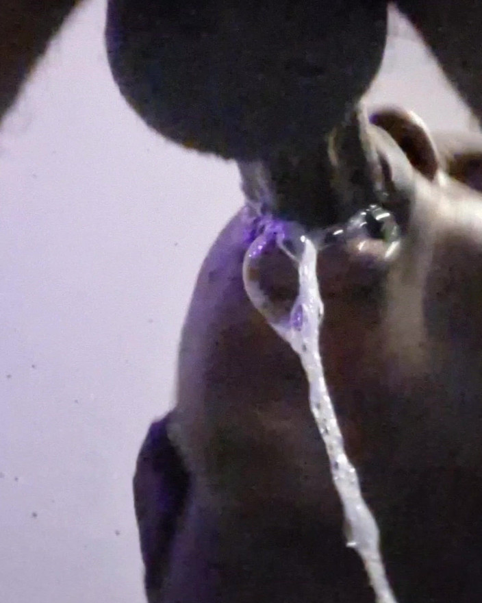 Pperfect lips: Sepong kontol sempurna