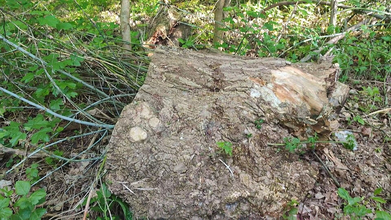 DirtyLubov: आउटडोर बिल्ली और गुदा हस्तमैथुन