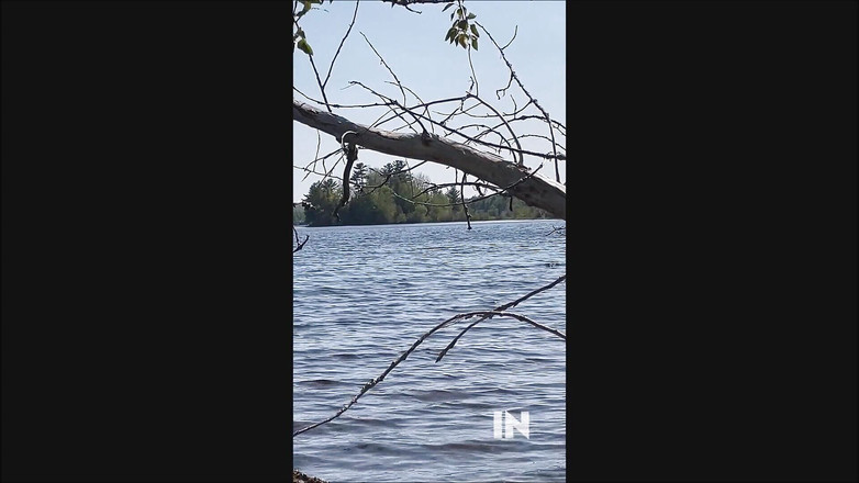 Dom Rod: Bogel di Tasik