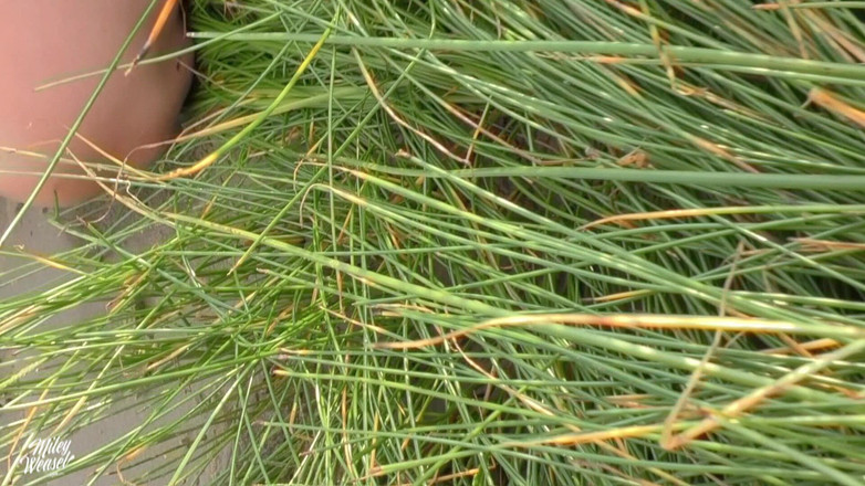 Miley Weasel: Sexy Blondine Am Strand in Den Arsch Gefickt!!