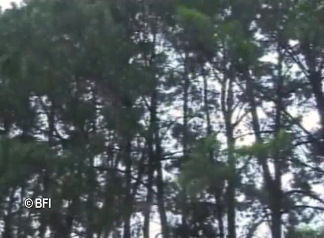 Ladyboy Paradise: Ghairah transeksual Brasil 5