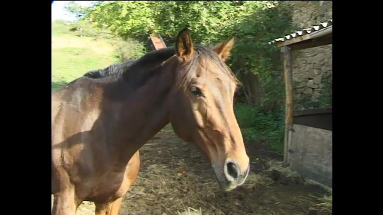 Little World: Dua si jalang miang dikongkek pantat di kandang dan pancutan...