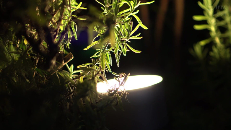 Eagle-Special: Krásná manželka v luxusním prádle zapletené s městskou rozvedená