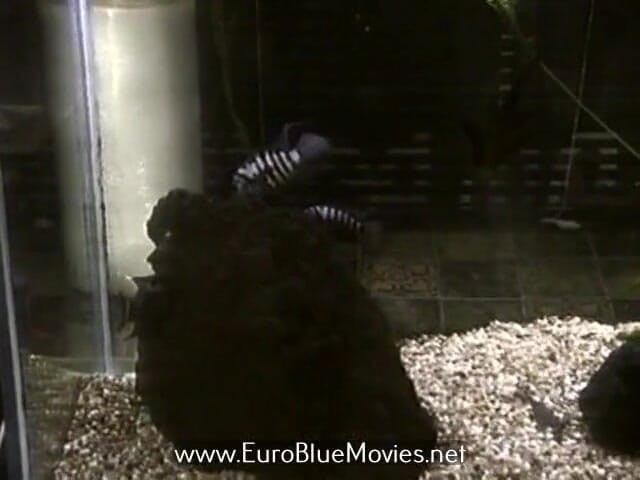 Euro Blue Movies: Classic Vintage Swedish Hardcore