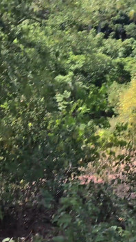 Latina Teen Gives a Blowjob in the Woods