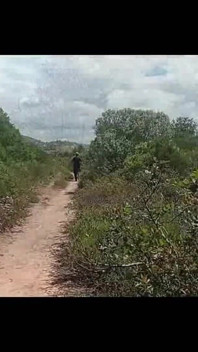 Dominated in the Forest 8