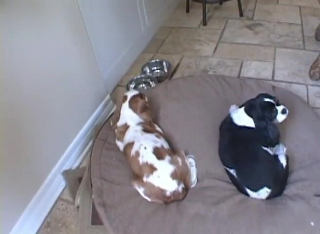 Radical: Il pompino di gruppo della moglie sexy di casa