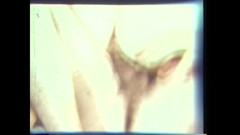 Vintage megastore: Vulgair, grillig varken