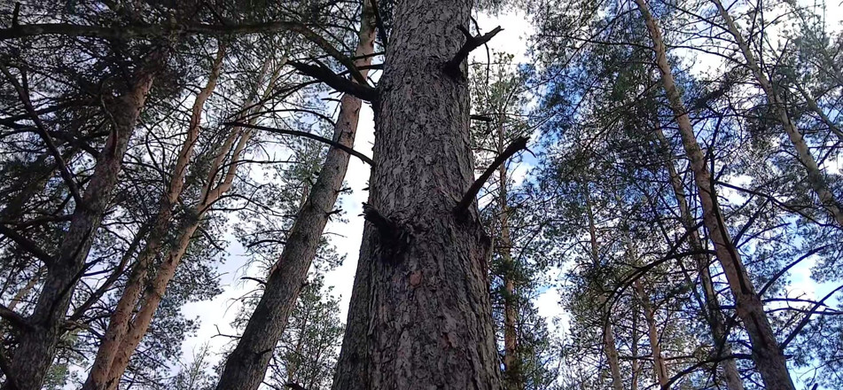 Lesbian-illusion: Risky Female Peeing and Masturbation in the Forest