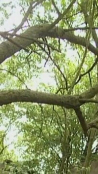 Cara de látex humilhado no jardim
