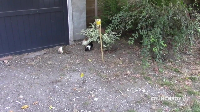 Gaybareback: Slut fucked bareback in exhib garden