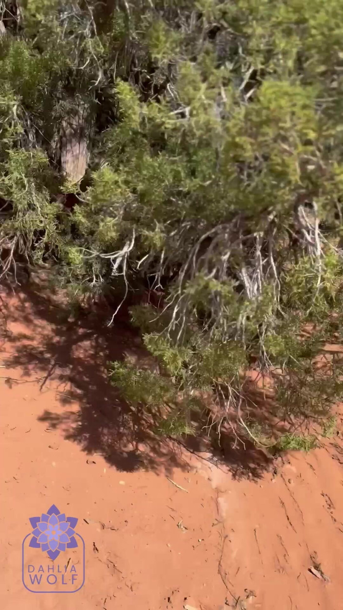 Dahlia Wolf: POV Cum All Over Big Boobs Fucked a Stranger in...