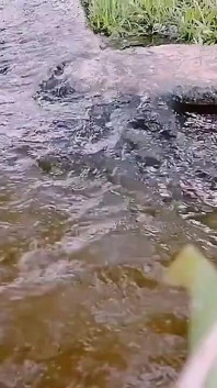 Im freien ist Desi Tante nackt und verrückt fingern im wasser