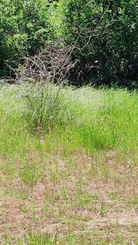 La piccola puttana si presenta in autostrada con una figa rasata