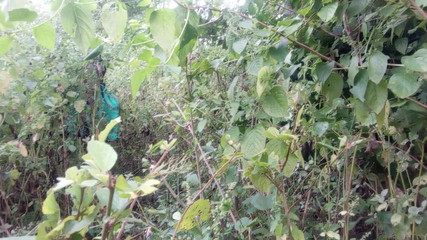 Kumari Queen ji: Desi indiana bhabhi e giovane ragazzo foresta video di sesso...