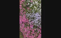 Semen Garden 1
