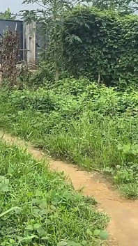 Ragazzina Africana Maliziosa Che Mostra I Loro in Piena Luce Del Giorno