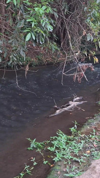 Orang asing ditangkap berkongkek di air terjun.