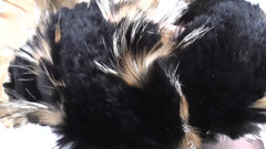 Lady Victoria Valente: 射精トレーニング:毛皮のスカーフと射精の匂いを嗅ぐ、レディ・ヴィクトリア・ヴァレンテ