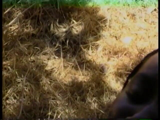 Hot and Wet: Zgrany czarny ogier dostaje swoje narzędzie wciągnięte przez seksowną murzynkę...