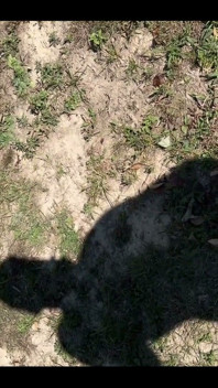 Sombra de mí golpeando mi polla afuera de nuevo