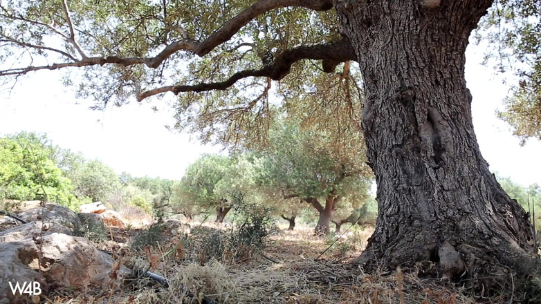 Watch4beauty: Tree of Life
