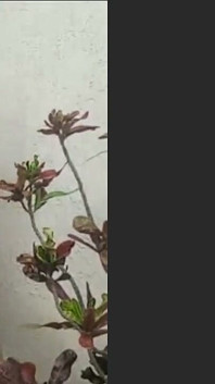 Fare la chiamata nei cespugli dove la gente poteva vedermi dalla strada. È stato caldo, esatto, pazzo e divertente