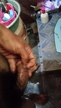 Dick Seed Rod