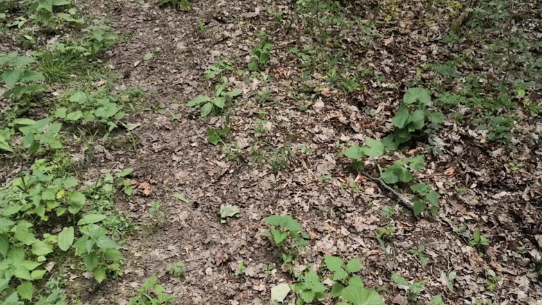 Bouncy Tits Action: Trénování koz 6 - kompletní film