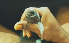 Dik warm druipend sperma klaar om in strakke kutjes te gaan.