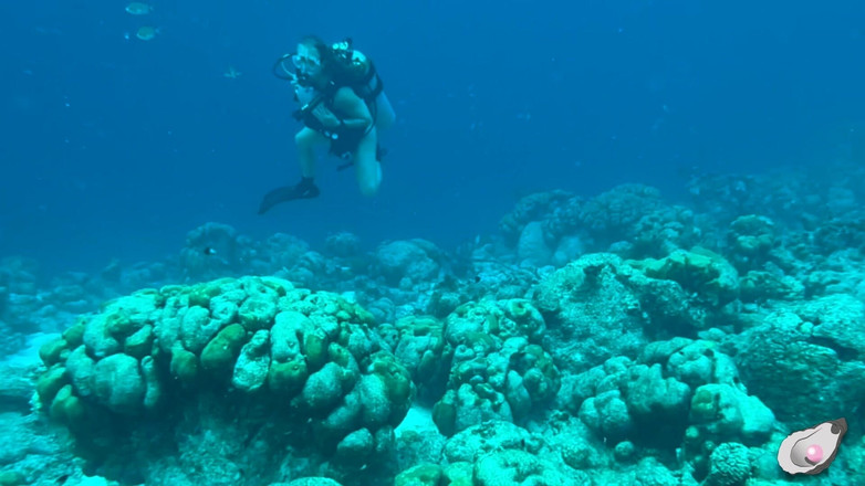 Mistress Pink Pearl: Bersendirian Time di Bonaire