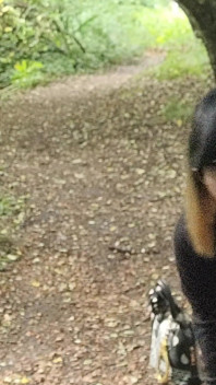 4-voetige tentoonstelling in het bos, weinig plagen op zoek naar pikken. Spermaslet p u b l i c [27jun25] Franse travestiet
