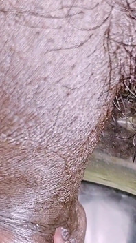 Schlaffer Penis, ladyboy pisst im freien
