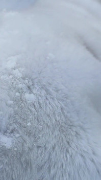 Snel buitenshuis neuken op sneeuw in een sneeuwwitte bontjas