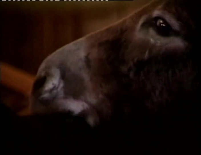 XTime Vod: Milf cu țâțe uriașe se fute la fermă