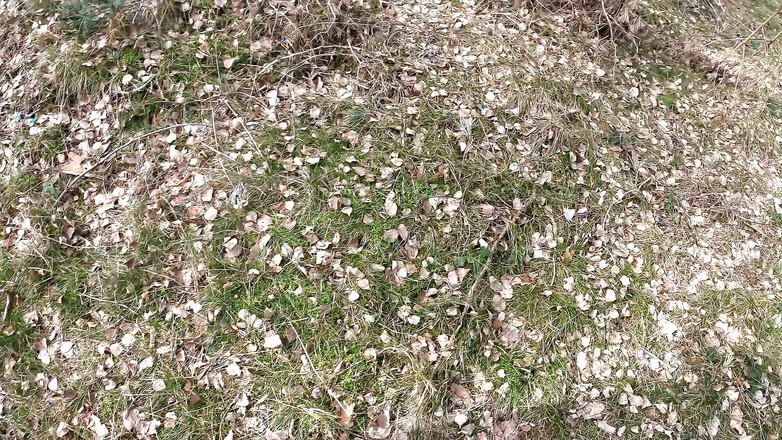 Bouncy Tits Action: Slapping and Milking Hanging Tits in the Woods