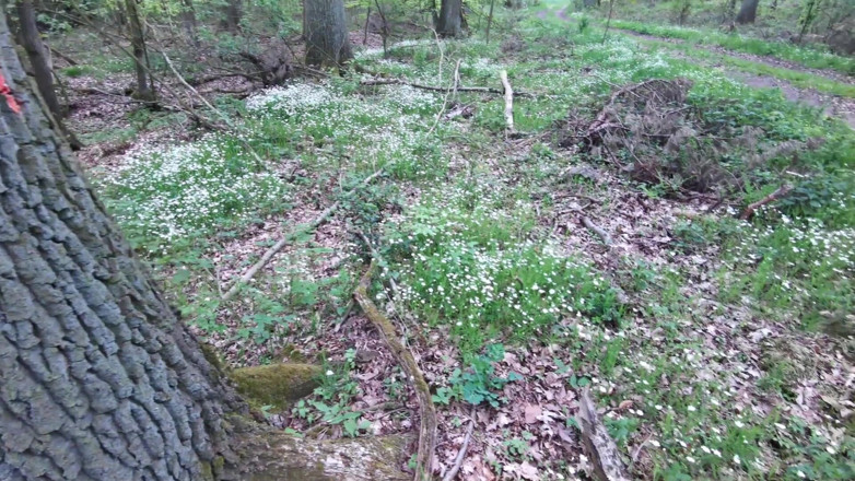Bouncy Tits Action: Twarde i dobrze uderzone tłuste cycki