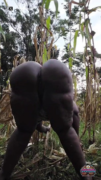 Shaking It Outside in the Village Maize Plantation