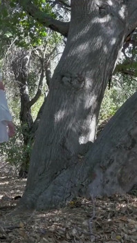 Blond oskyldig tonårsmodell onanerar i skogen