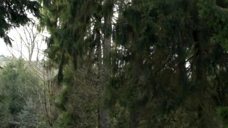 Deutschland porn: Head forester - Scéna # 05