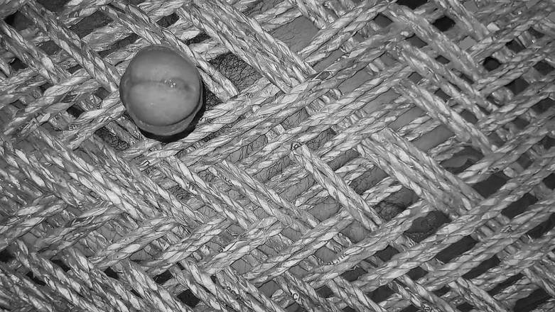 Desi Porn India 2: 내 새로운 누드 자위 섹스 비디오.