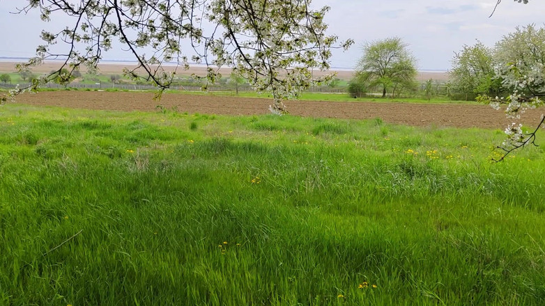 Bayer911: Pie by the Oak