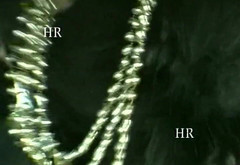 Italian swingers LTG: Sexo italiano de los 90 en videos exclusivos en la web # 3 - ¡mujeres...