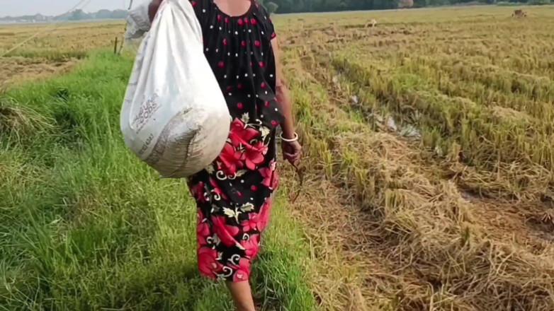 my house: Pee of the Village in Outdoor Field of Paddy Cutting...