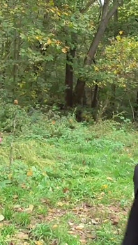 I Bastardi schiavi vengono distrutti nella foresta
