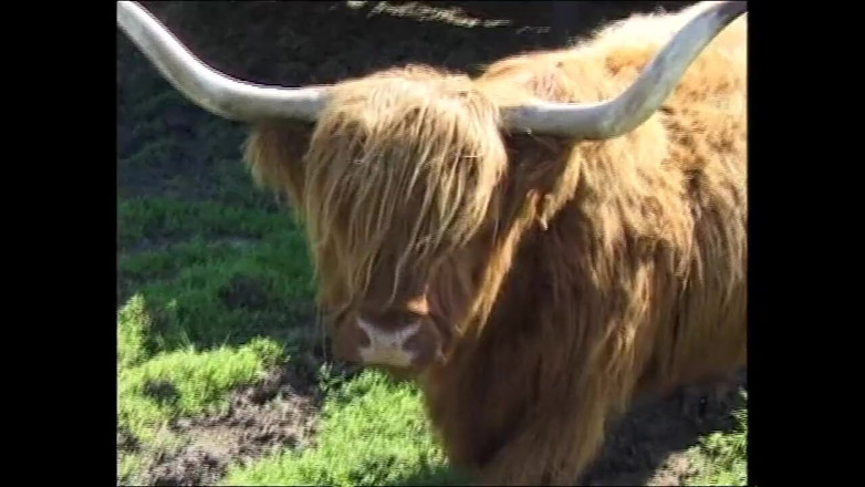 Deutschland porn: पांच कामुक युवा महिला ने खुशी से कई पुरुषों के साथ सेक्स किया