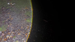 Putarankahotmilf: Chcaní, šukání robertkem a fisting v nočním lese