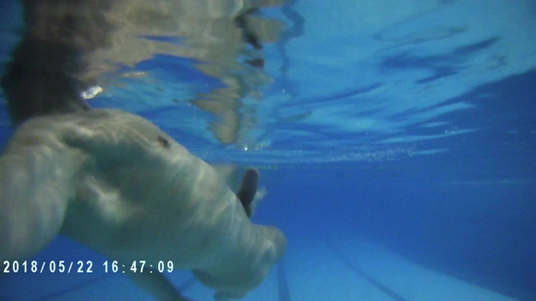 outdoor-fun: 屋内パブリックプール ソロ ノーカット フィットマン スイミング