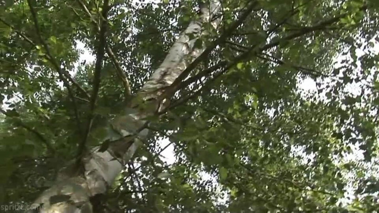 Spritzz: Summer Cruising